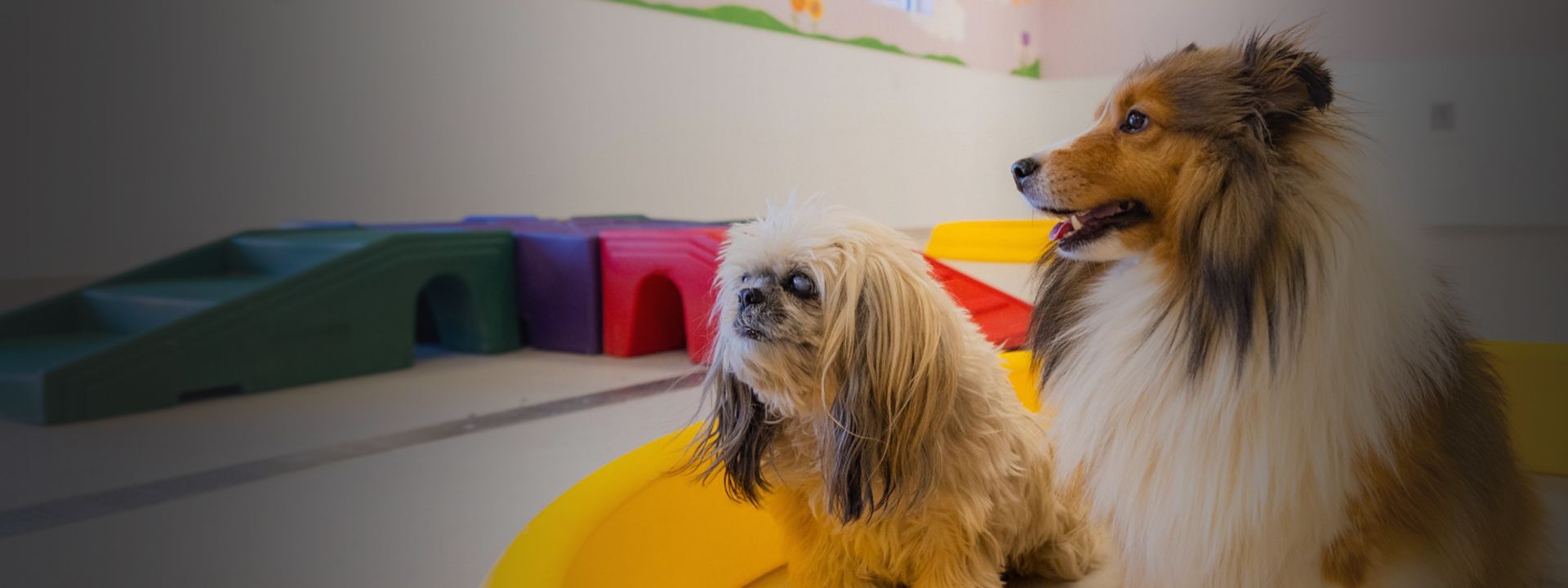 adorable dogs at happi and friends daycare