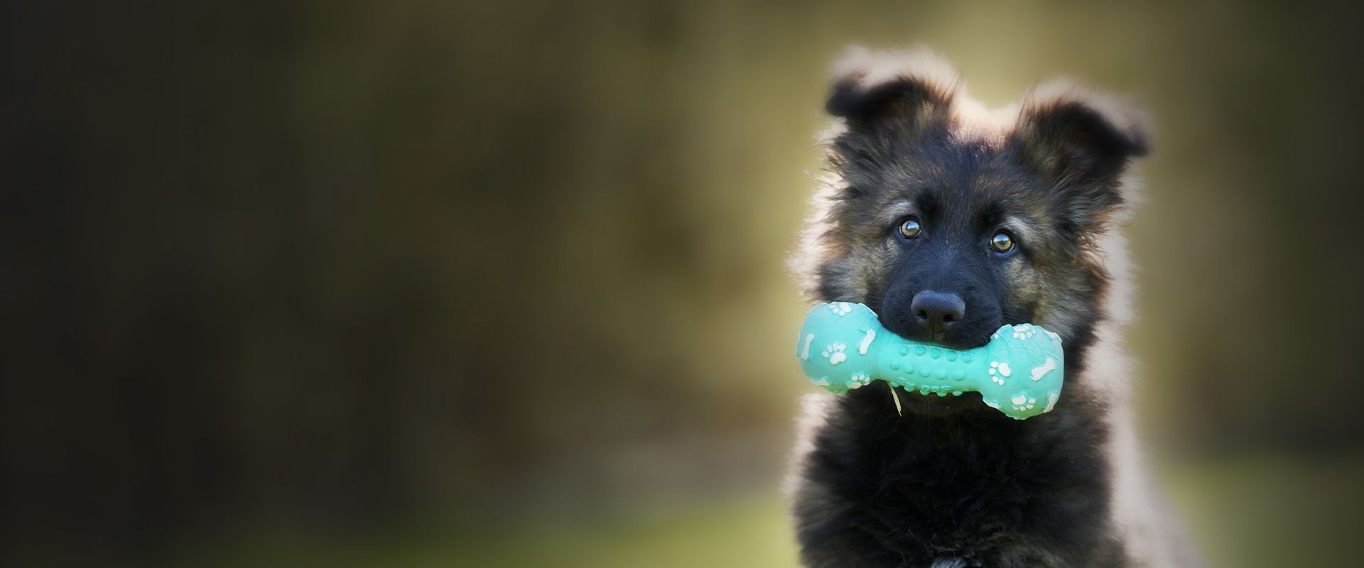 dog chewing a toy
