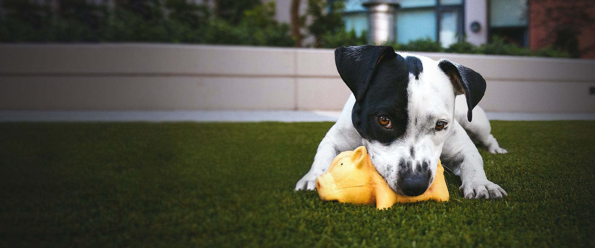 black and white dog chewing a toy
