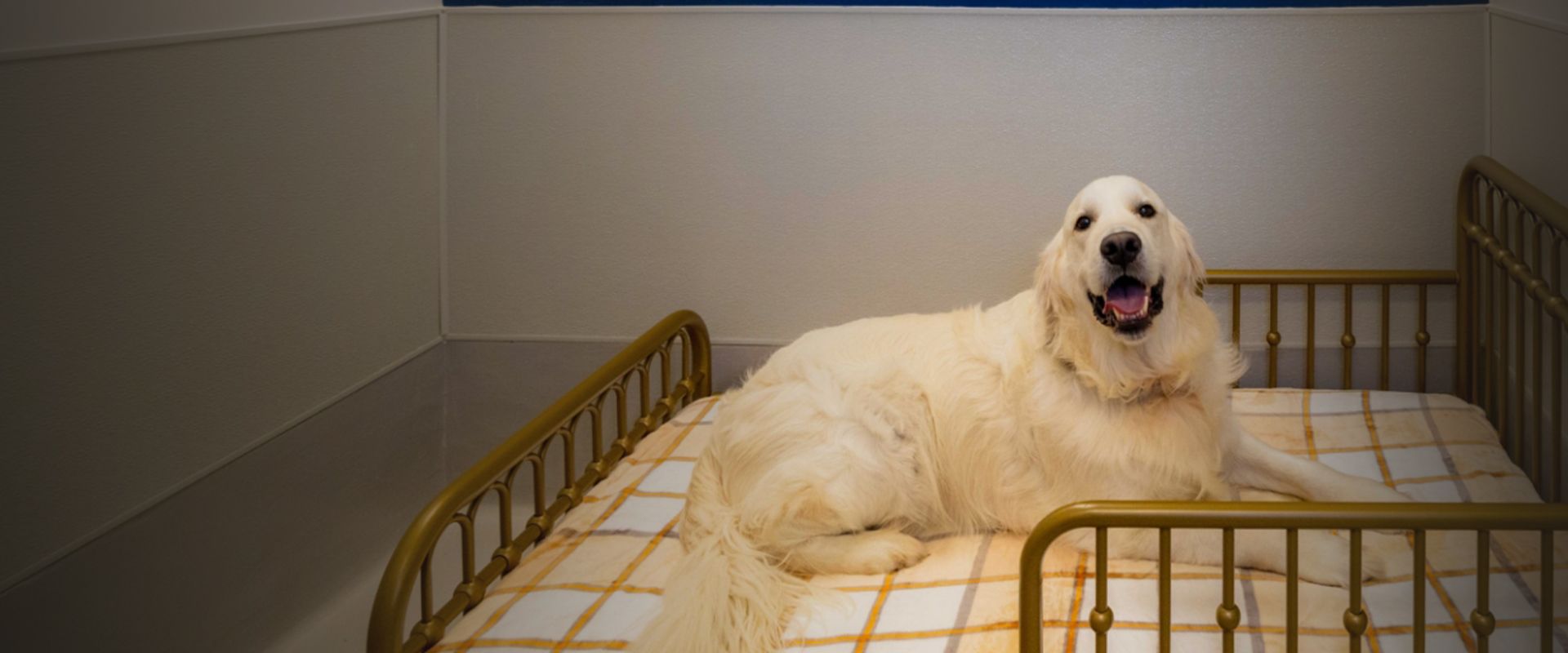 smiling golden retriever dog lying on a bed