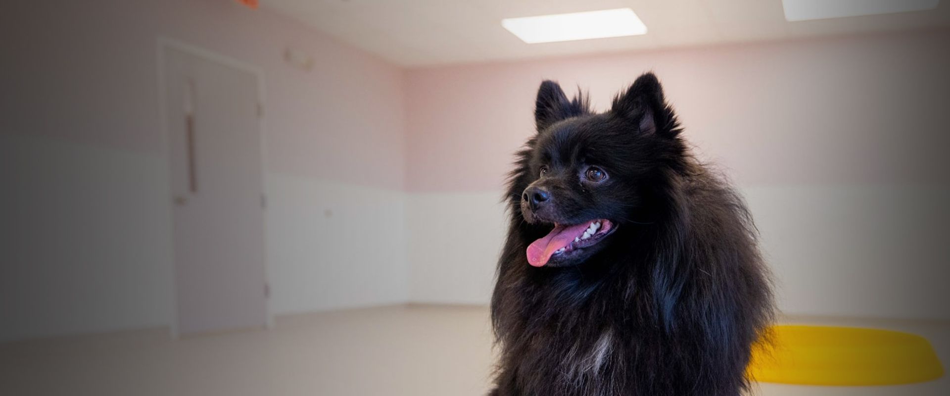 black pomerian dog at happi and friends daycare