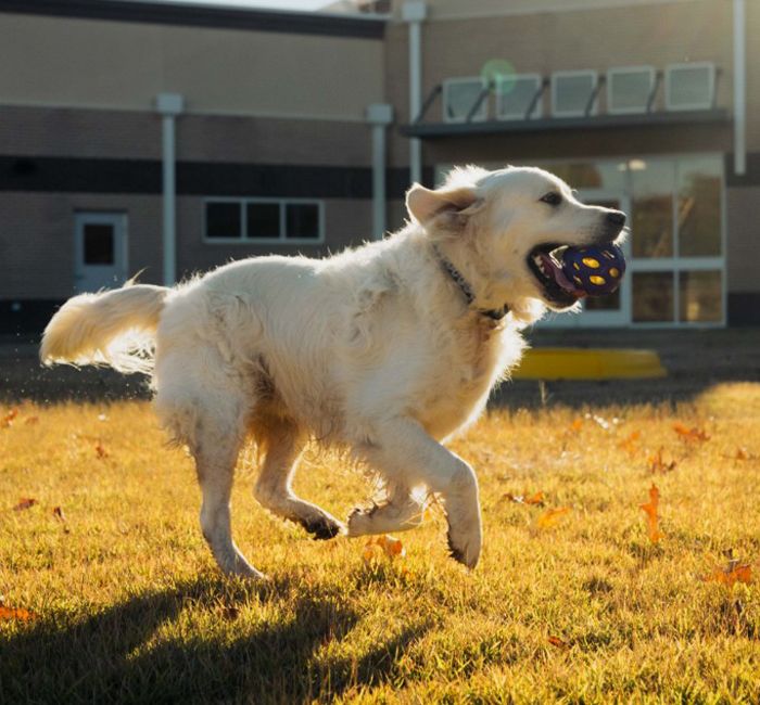 happy golden retriever dog playing with a ball
