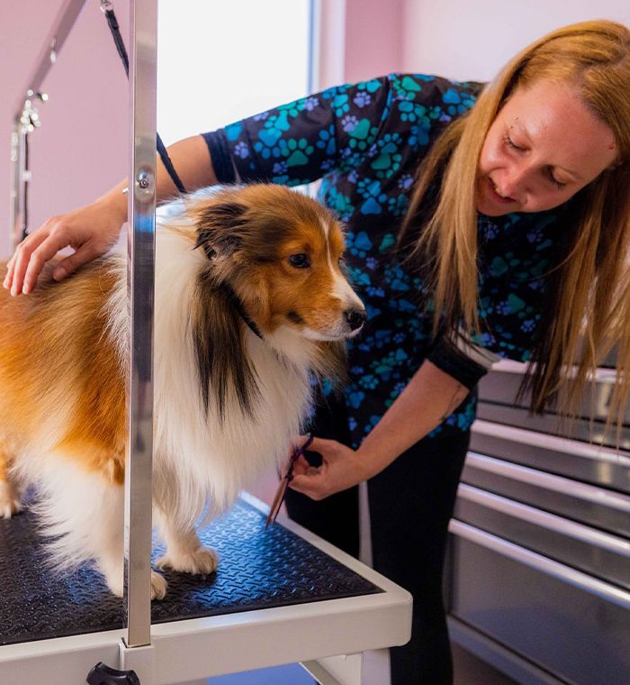 pet groomer trimming dogs hair at happi and friends