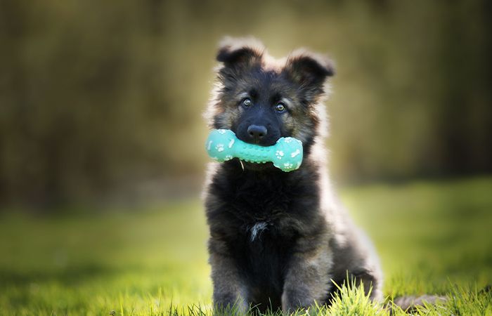 Selective focus shot adorable german shepherd puppy with chew toy