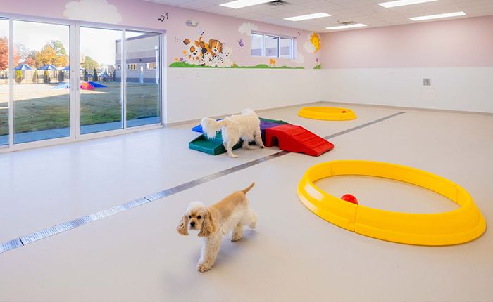 dogs at happi and friends playroom